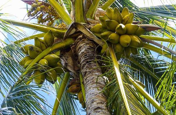 Benefits of Coconut