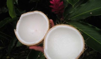 The Magic Benefits Of Coconut Oil